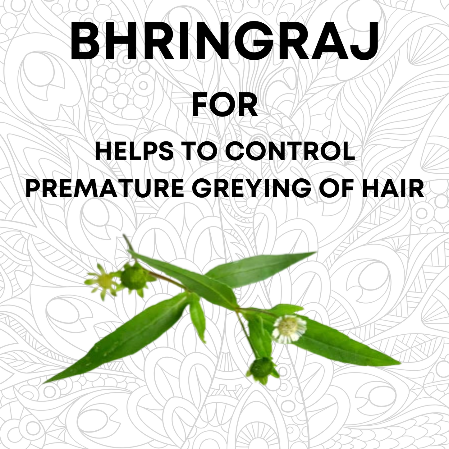 Bhringraj Powder | Eclipta Prostrata for Hair Care 100Gm